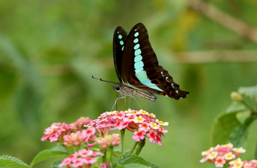Butterfly park belvai
